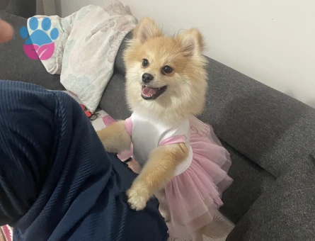Pomerian Boo Köpeğime Yuva Arıyorum