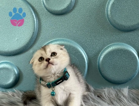Scottish Fold Tabby Erkek 2 Aylık