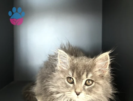 Uyguna Silver Safkan Longhair Yavru