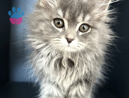 Uyguna Silver Safkan Longhair Yavru