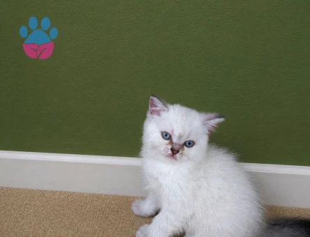 British Shorthair 2 Aylık Yavru Kediler
