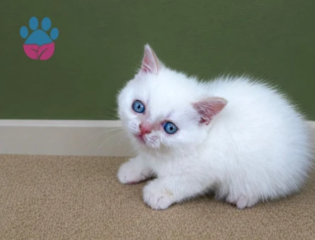 British Shorthair 2 Aylık Yavru Kediler