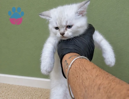 British Shorthair 2 Aylık Yavru Kediler
