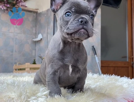 EGZOTİK BLUE FRENCH BULLDOG YAVRULARIM REZERVEYE AÇIK