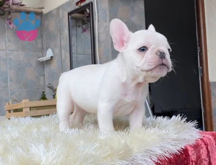 EGZOTİK BLUE FRENCH BULLDOG YAVRULARIM REZERVEYE AÇIK