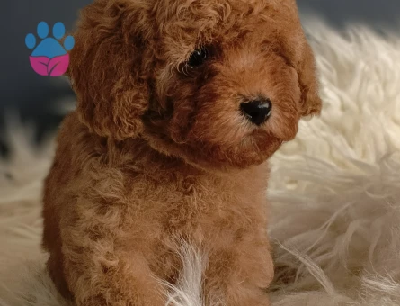 Sağlık garantili Toy Poodle