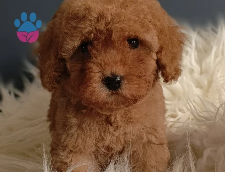 Sağlık garantili Toy Poodle