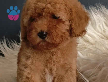 Sağlık garantili Toy Poodle