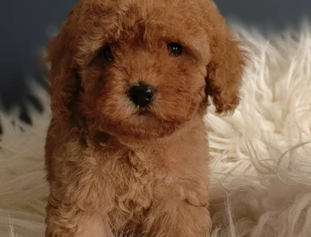 Sağlık garantili Toy Poodle - 4435