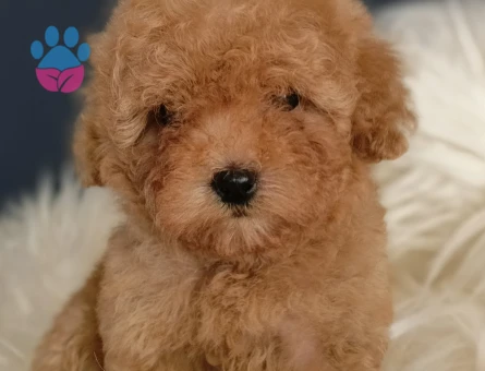Sağlık garantili Toy Poodle