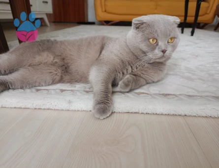Scottish fold erkek 3 Yaşında