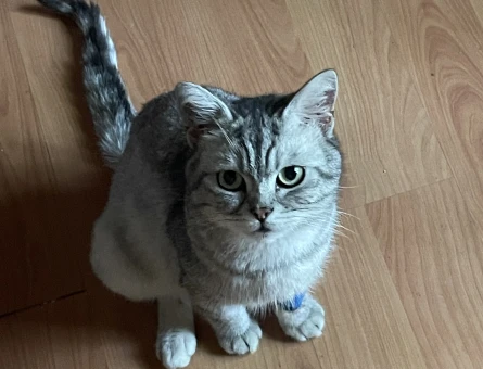 1 Yaşında British Shorthair Yuva Arıyor - 4439