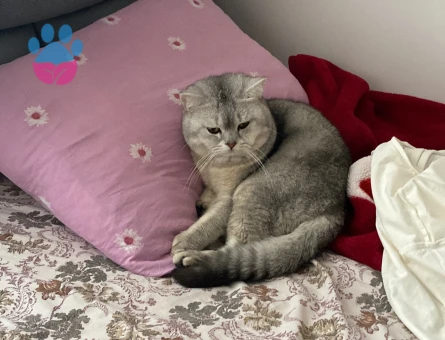 Kedimize yeni yuvasını arıyoruz