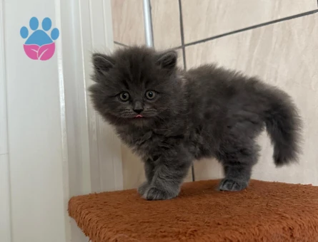 Minik patiler yeni ailesini arıyor!