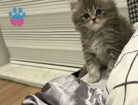Minik patiler yeni ailesini arıyor!