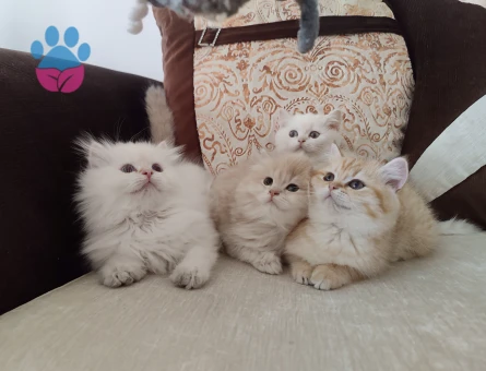 British Shorthair ve Longhair kalitenin tek adresi yavru ve yetişkin arayanlara