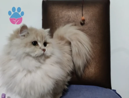 British Shorthair ve Longhair kalitenin tek adresi yavru ve yetişkin arayanlara