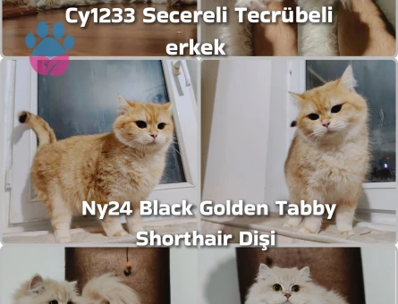 British Shorthair ve Longhair kalitenin tek adresi yavru ve yetişkin arayanlara