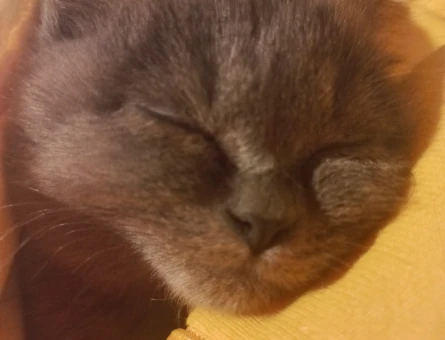 Scottish Shorthair Dişi Esenyurt