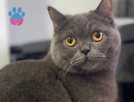 Scottish Shorthair Dişi Esenyurt