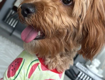 1 Yaşında Toy Poodle Erkek - 4955