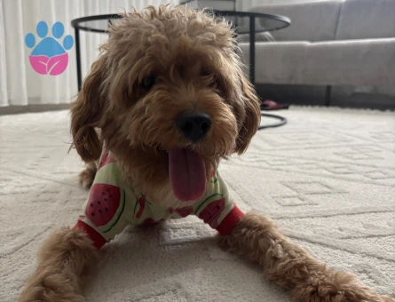 1 Yaşında Toy Poodle Erkek