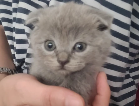 Scottish fold 1.5 aylık yavru kedi - 4956