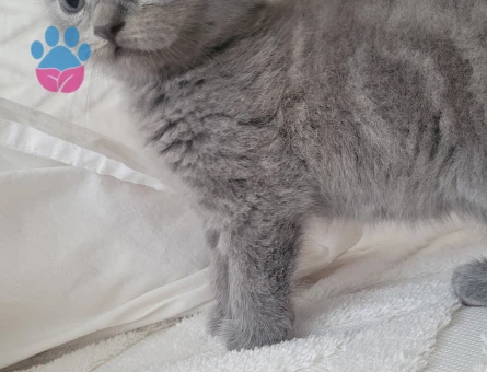 Scottish fold 1.5 aylık yavru kedi