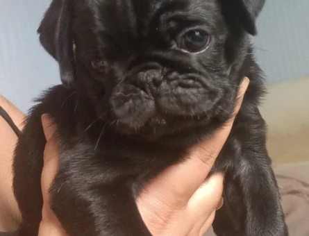SSS KALİTE PUG BEBEKLER - 4957