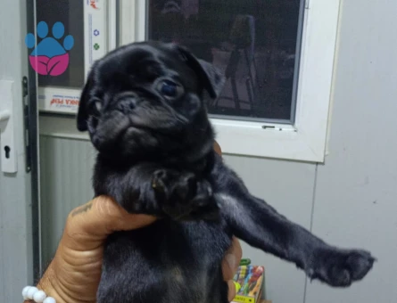 SSS KALİTE PUG BEBEKLER