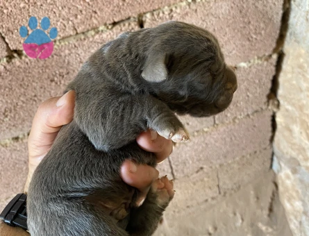 CANE CORSO Dişi ve Erkek Yavrular