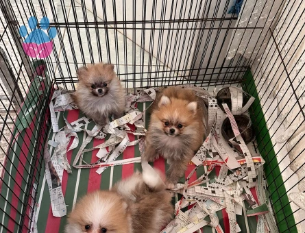 Dünyalar tatlısı pomeranian Boo 2 Aylık - 4959