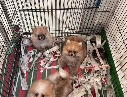 Dünyalar tatlısı pomeranian Boo 2 Aylık - 4959