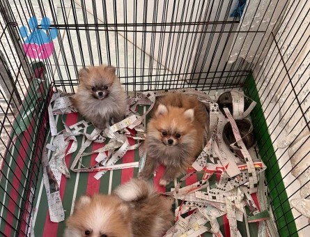 Dünyalar tatlısı pomeranian Boo 2 Aylık