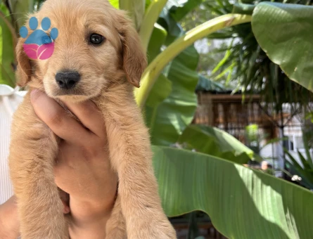 Sağlıklı dünyalar tatlısı golden
