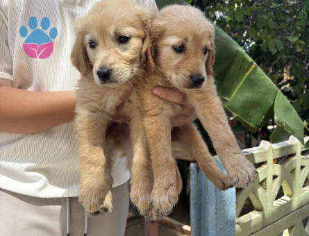Sağlıklı dünyalar tatlısı golden