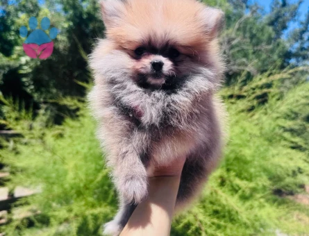 Pomeranian Boo Ayı Burun Dünyalar Tatlısı Yavru