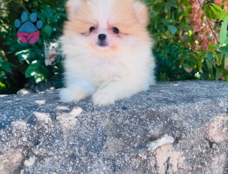 Pomeranian Boo Ayı Burun Dünyalar Tatlısı Yavru