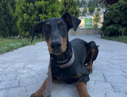 Köpek Eğitmeninden eğitimli doberman - 4962