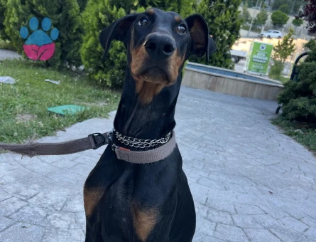Köpek Eğitmeninden eğitimli doberman