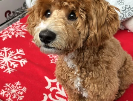 Scrli Maltipoo 1 yaşında - 4966