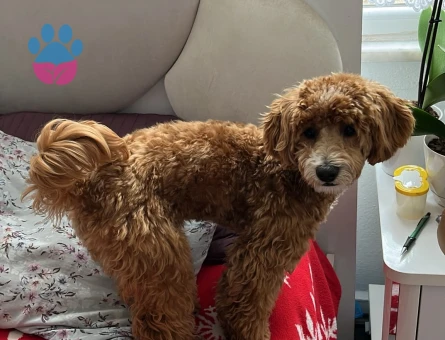 Scrli Maltipoo 1 yaşında