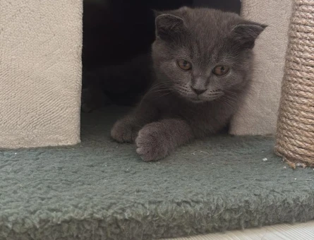 British Shorthair safkan yavrumu sahiplendirmek istiyorum