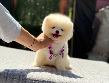 Safkan Pomeranian Boo Ruhsatlı Çiflikten - 6244