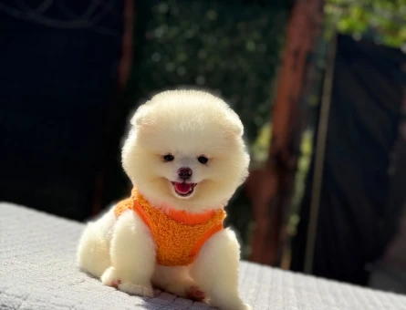 2 Aylık Safkan Kanı Taşıyan Pomeranian Boo Yavrularımız - 6245