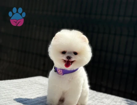 Teddy Bear Pomeranian Boo Yavrumuz Ruhsatlı Çiftlik - 6247