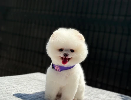 Teddy Bear Pomeranian Boo Yavrumuz Ruhsatlı Çiftlik - 6247