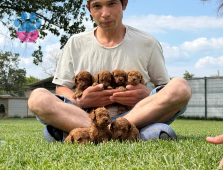 Toy poodle ıslak burun yavrular - 6248
