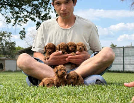 Toy poodle ıslak burun yavrular - 6248