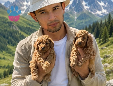 Toy poodle ıslak burun yavrular